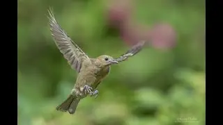 Palm Tanager