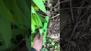 Amazing gold finding, Treasure hunter's video, Real treasure found #Treasure #Treausury #Shourt #01