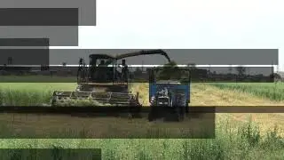 Oat silage in Pakistan by Agricomplex