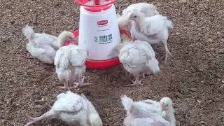 Day 19: Broiler Chicken Growth Update &ndash; Care, Feeding & Daily Progress at AgroLegacy Farm
