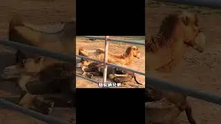 #SmallAnimalVideos #FunnyPetFails #AdorableClips
