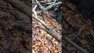 Im Wald Ton sammeln f&uuml;r ein Dorodango Ball￼