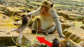 Very pity baby Maci just want to go near by Marcus but he catch her and throw away fail from stone