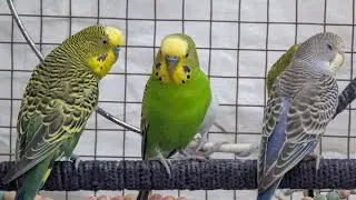 Happy Budgies Music Video | Happy Budgies Sounds