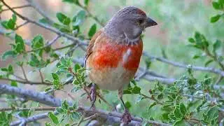 Harmonic Resonance Desert Sand Wind Nature Coast Water Mediterranean Chipmunk Rodent Nuts