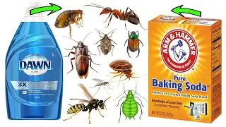 DIY Pest Removal: Baking Soda & Dawn Dish Soap For Ants, Aphids, Wasps, Cockroaches, Fleas, Bugs
