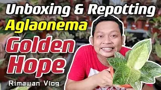 (Eps. 198) Aglaonema Golden Hope, Incredible Indonesian Greg's Hybrid | Rimawan Vlog