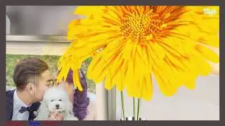 Intro Style Wedding Proshow - Style Wedding Proshow Producer - Free Download