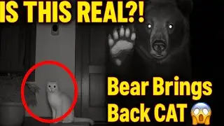 Bear Returns Cat to her Owner | Trending Vidz