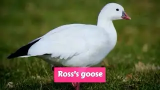 Ross's goose (Anser rossii)