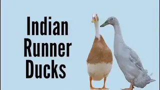 Are Runner Ducks Right For You?