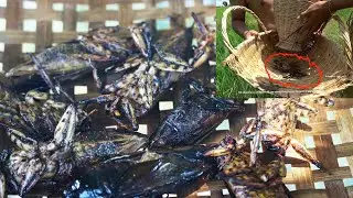 WATER BUGS HUNTING AND COOKING | this amazing man has done great job to hunt a lot of water bugs