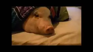SCIFI PIG SCIENTIST GOOD SLEEP!!!!!AND KUSHAL ITS TRUTH!!!!!MATHEMATICS AND PHYSICS