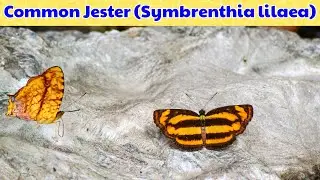 Common Jester Butterfly | Symbrenthia lilaea | Peninsular Jester at Reshi Khola in Silk Route
