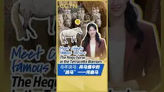 Meet China's famous horses: The Hequ horse in the Terracotta Warriors