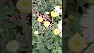 Корейские хризантемы срезочные сорта