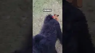 Perro corre a traer su pelota y se encuentra una cerca