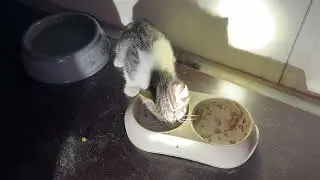 I Found This Kitten in the A Dog Area! He's Save Now With the Other Cats! - Takis Shelter