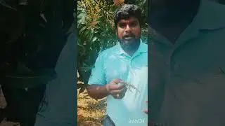 Mango disease and control #mango #disease #agriculture 