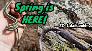Flipping Salamanders & Basking Snakes for First Spring Complete Outing