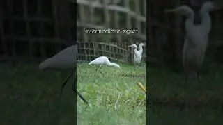 || Intermediate egret ||#short_video #short #subscribe #Intermediate_egret