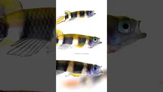 Clown Killifish (𝐸𝑝𝑖𝑝𝑙𝑎𝑡𝑦𝑠 𝑎𝑛𝑛𝑢𝑙𝑎𝑡𝑢𝑠) #fishkeeping #fishtank #aquariumfish