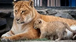 Russian zoo's new attraction half tiger half lion liliger cubs