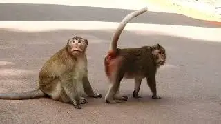 Animal Meeting 2022, Crossing Dog, Lion, Horse, Monkey, Duck, Donkey