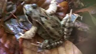 running frog