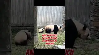 anak panda lucu dan imut sedang bermain dengan induknya#panda #imut #lucu#fypyoutube #fyp