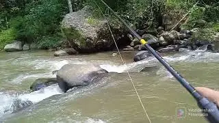 ganasnya casting ikan lempon/masher di air deras