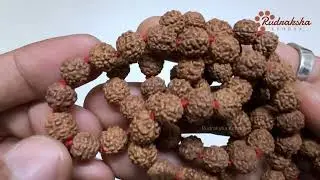 Regular Rudraksha Mala in Detail - Astrologer SIDDHESH SALAVKAR • 9987835118 (HINDI)