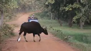 Tiger killed Bison | Tiger Maya | Tiger Madkasur | Tiger Shivanjhari cub |  Tadoba Tiger Reserve