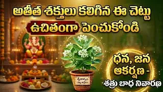 ఉచితంగా...అతీత శక్తులు కలిగిన ఈ చెట్టు పెంచుకోండి | Tella Jilledu Chettu for Free |