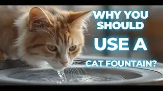 Why you should use cat fountain?