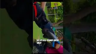 #working German shepherd dog #ddr #top10 #dog lover #reels videos #funny video training s