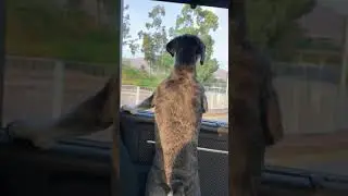 2020-06 迪迪車窗吹風