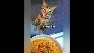 Pizza Pasta #georgieebom #cat #funny #fyp #meme