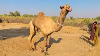 &ldquo;Amazing Camel Showing Funny Tongue 😲 | Rare Camel Behavior in Desert Village | Funny & Shocking