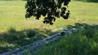 Wildschwein Locklaute anlocken mit Hasenklage - Wild boar calling with Rabbit call - Wildlocker