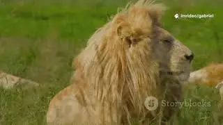 Nigeria&rsquo;s Hidden Ecosystems | Exploring Africa&rsquo;s Natural Treasure