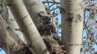 Great horned owl and baby at Cabri Regional Park