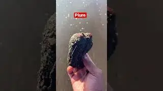Piure en la playa 🏖️