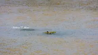 Little Grebe with its eggs | relaxing music