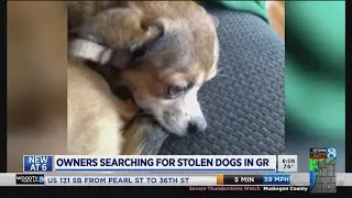 GR pet owners say their dogs were stolen