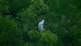 Bird in the Tropical Forest | Lush Green Jungle Views