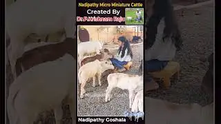 Nadipathy cow #cute #life #village #farm #pets #reels #trending #love #india #youtube #tiktok
