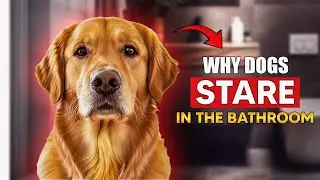 Why Does My Dog Stare At Me While Pooping? 🐕 The Psychology Explained