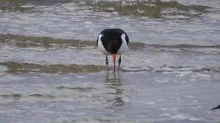 Ostrygojad