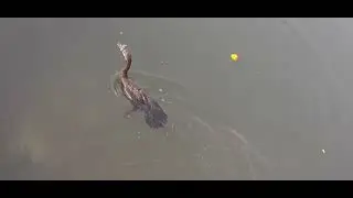 Waterhen Eating Fish from a Lake waterhen fishing Aquatic birds Waterhen